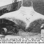 largest_manta2