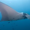 manta_side