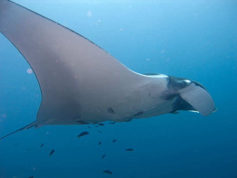 Project Manta - The manta rays of Australia