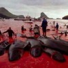 Annual Faroe Islands whale hunt