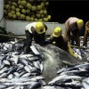 Manta ray bycatch