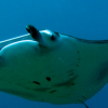 Republished from simplyscuba.com