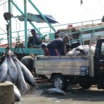Mixed catch - tuna, shark and shark fin