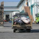 Sharks being taken for processing into bakso