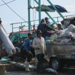 Loading the shark fins