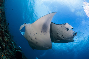 manta ray courtship