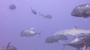 Sharks and giant trevally at Castle Rock