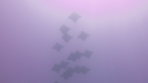 14 cownose rays pass overhead