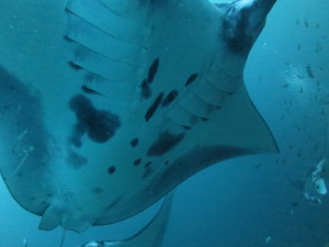 Capturing our first manta ID photos