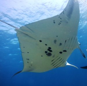 Manta ID photos help us recognize individuals and support conservation approaches.