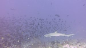 Whitetip reef sharks patrol the schooling surgeonfish