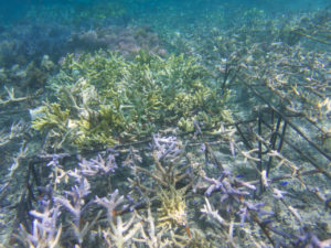 Coral fragments growing on tables at Hatamin Island