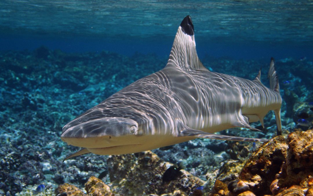 Shark fin off the shelf in Jakarta