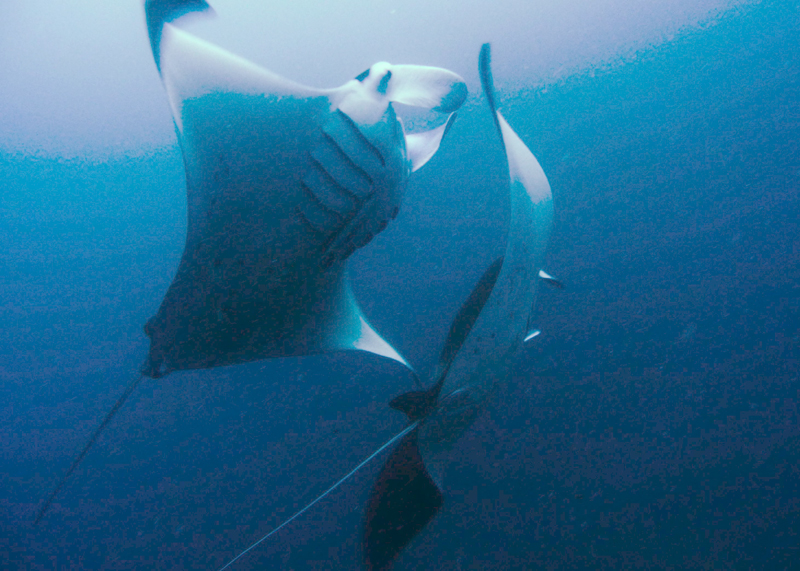 Dancing with mantas in Pulau