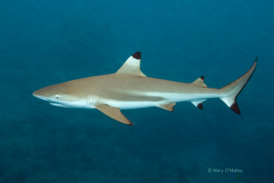 Raja Ampat Government makes a big step for manta and shark conservation