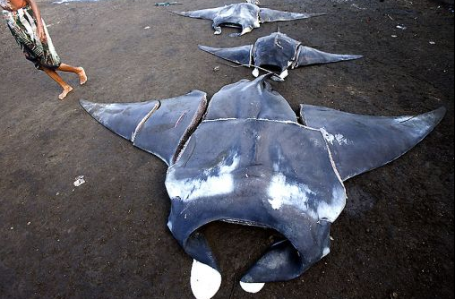 This poignant portfolio illustrates the tragedy of manta fisheries