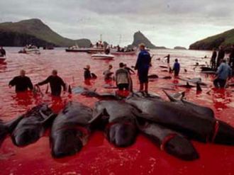 Will it take 85 years to regulate manta fisheries?