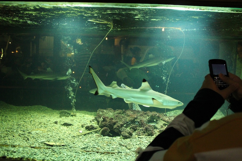 Sharks – How Small is Too Small?