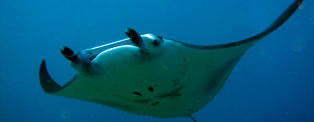 Simply Scuba – Helping to Save Manta Rays In Indonesia