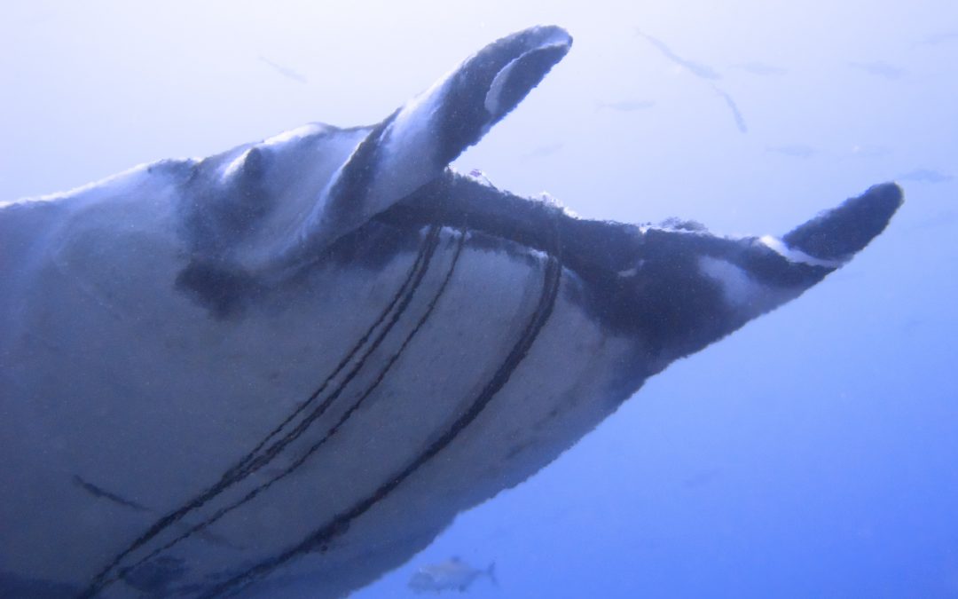 The One That Got Away: A Manta Rescue
