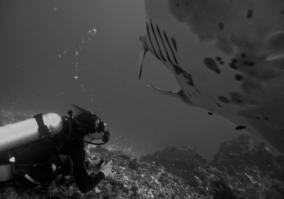 Join our Manta Safari in Komodo National Park