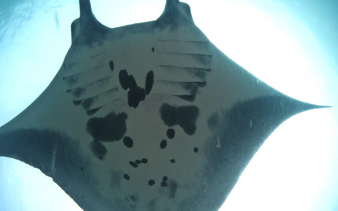 Manta Month in Komodo