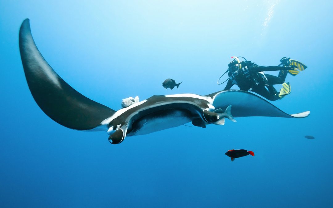 Indonesia Creates World’s Largest Manta Sanctuary