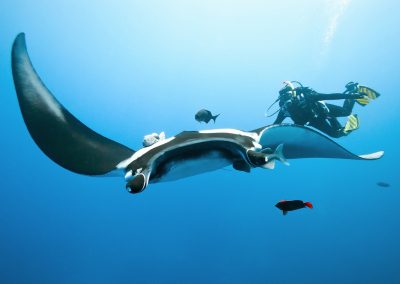 manta and diver