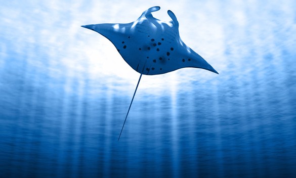 West Manggarai and Komodo Creates 7,000 km2 Shark and Manta Ray Sanctuary