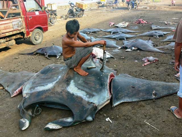Tragedy at Tanjung Luar