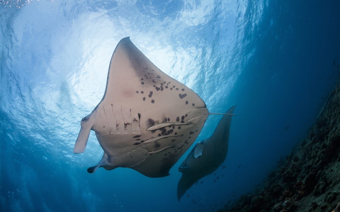 Manta Rays Protected in Maldives