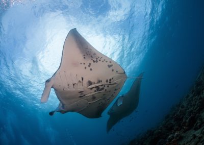 manta alfredii