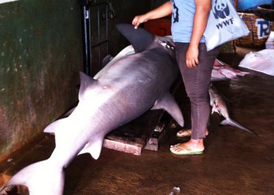 ranny and shark