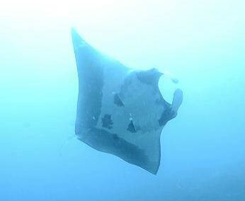 Manta birostris
