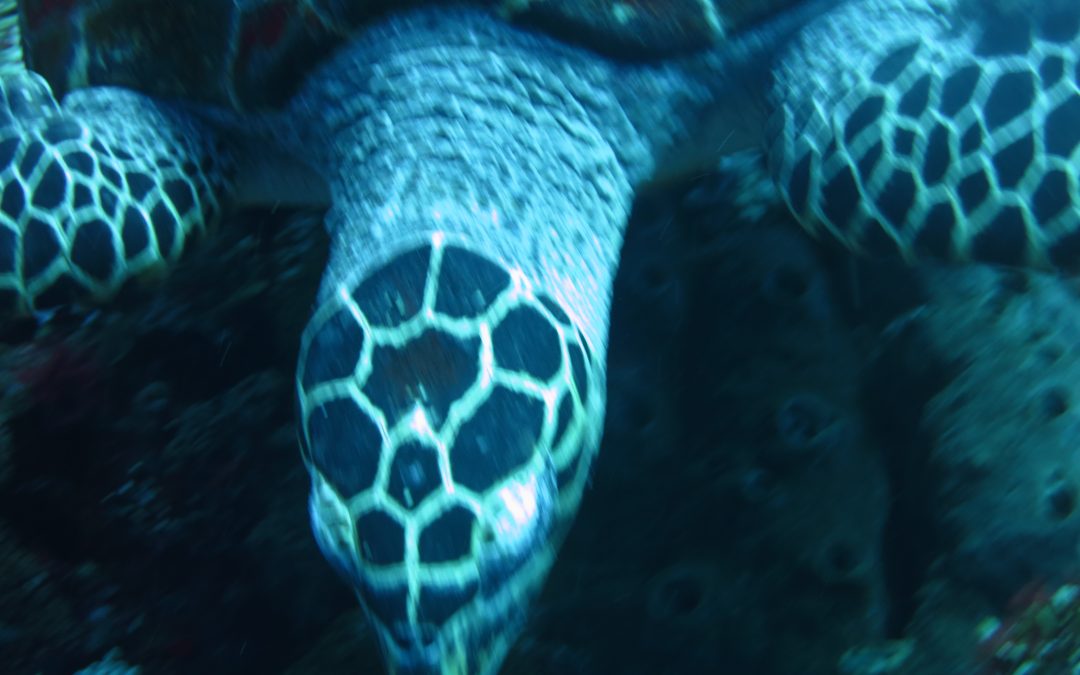 Day 11: Hunting for Manta ID