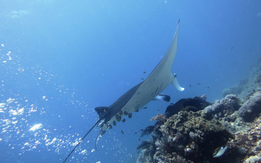 Day 19: Manta and Fish ID