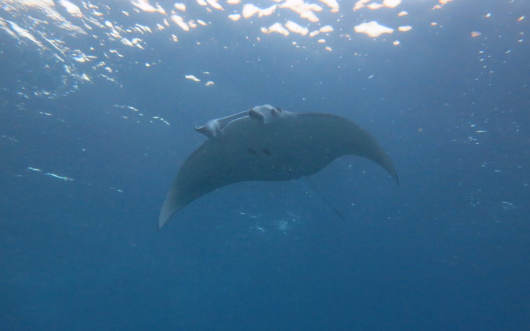 Day 6 : Drift Dive and The Manta’s Coming