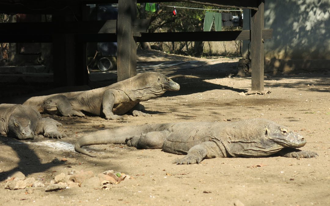 Day 15: Where are the mantas?