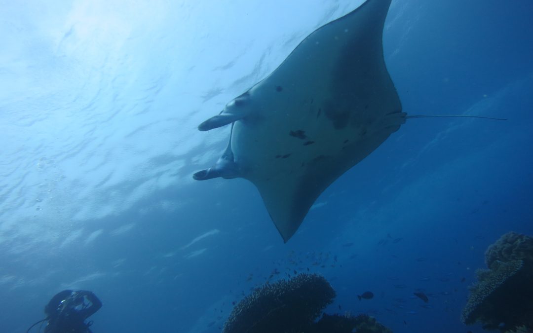 Day 20 : Rich biodiversity in West Manggarai