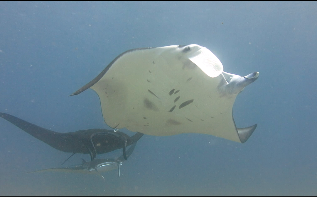 Day 22 : Manta Trains