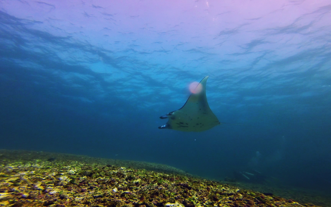 Day 4 : Liveaboard, PADI and manta rays!