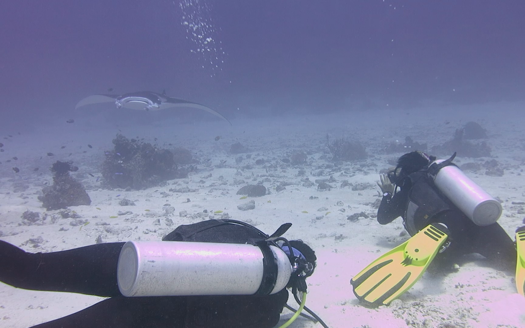 Day 9: Mantas and sharks