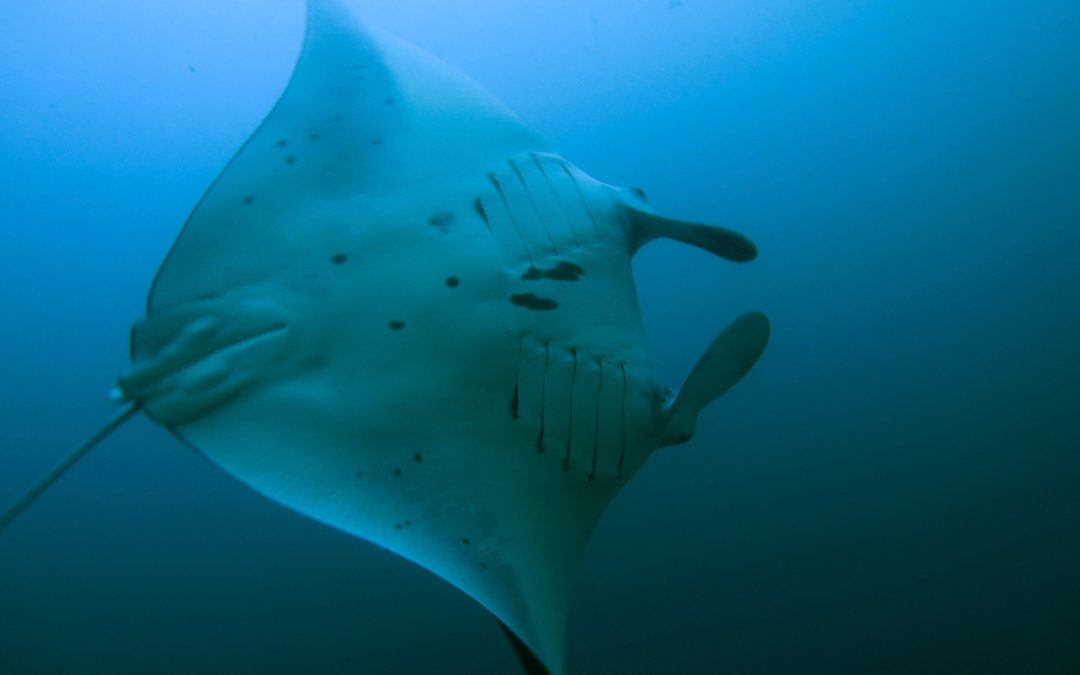 Day 7: Manta Fever and Back Onshore