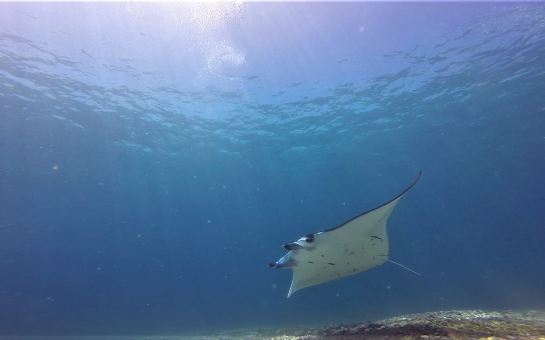Day 10: A Surprise Baby Manta Encounter