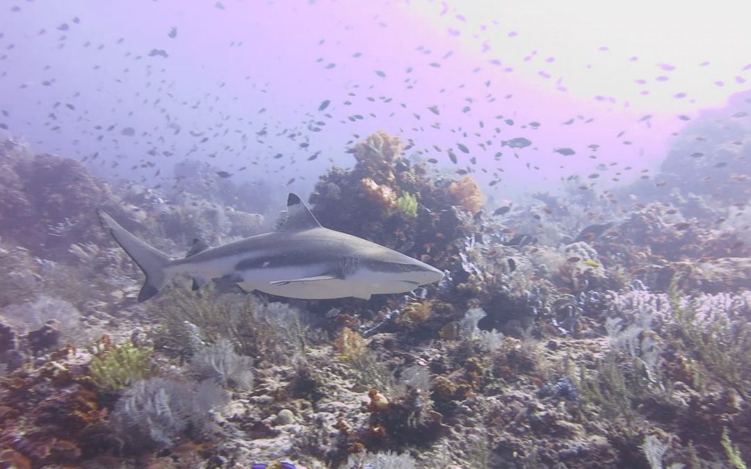 Day 15: Sharks, Turtles but no Mantas in Komodo