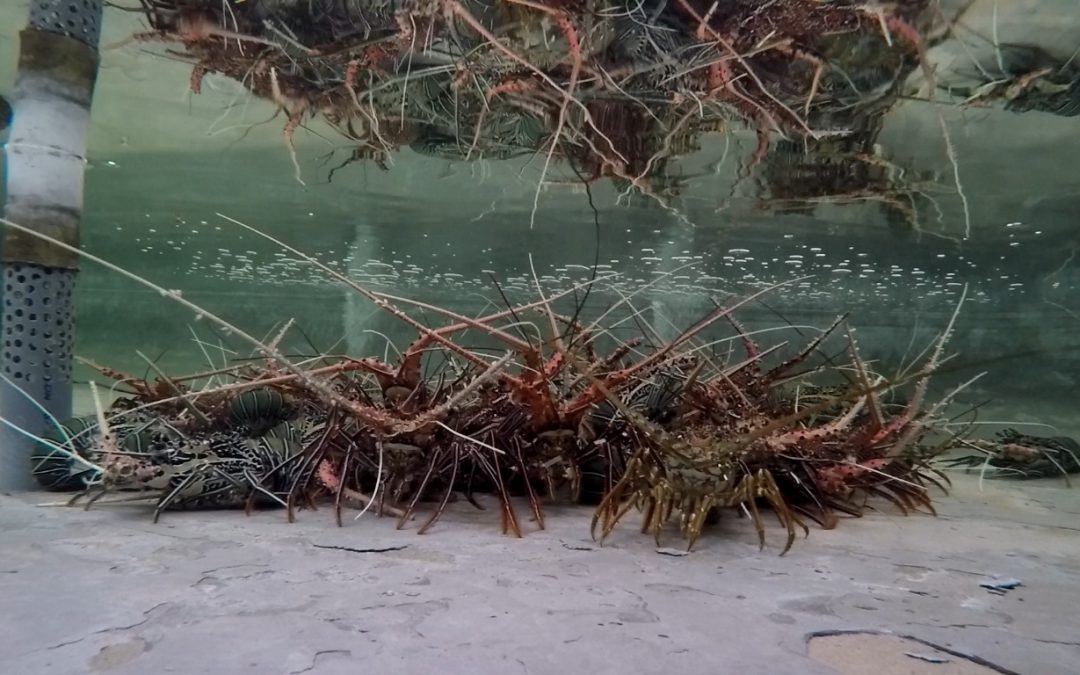 DAY 12: Learning About Market-Based Conservation for Corals and Fish