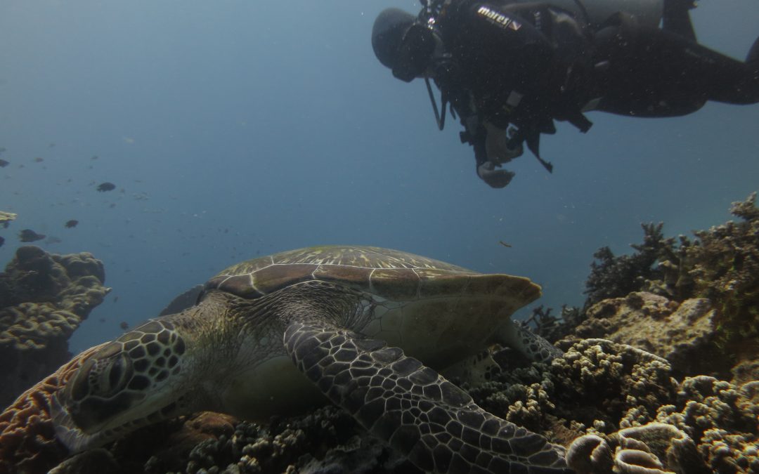 Day 22: Giving our First Manta Briefing