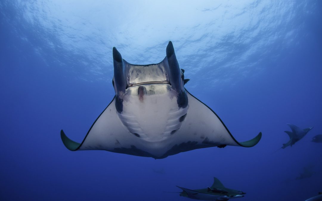 Mobula Rays Threatened with Extinction due to Overfishing