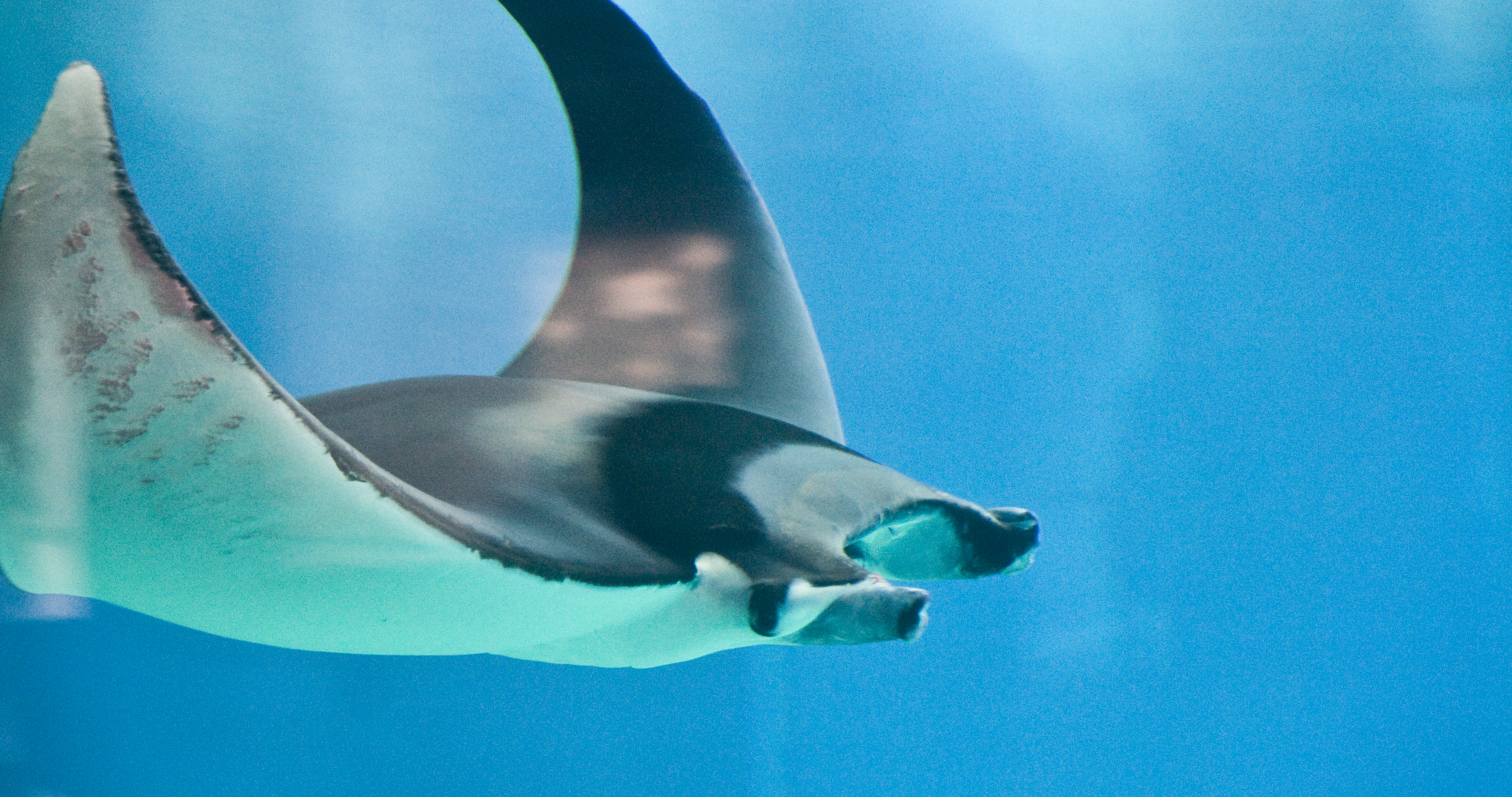Mobula Rays Dance with Extinction