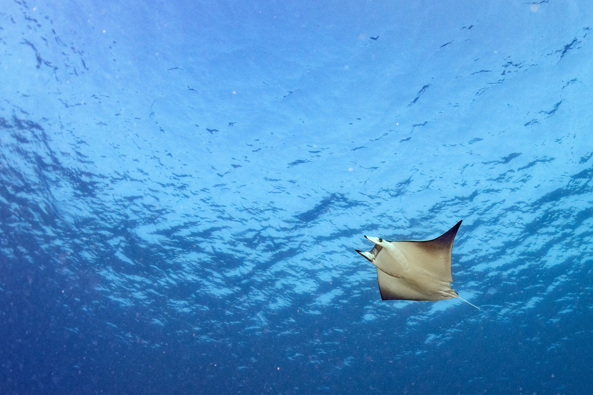 UNDIP Alumni Win Award to Conserve Mobula Rays